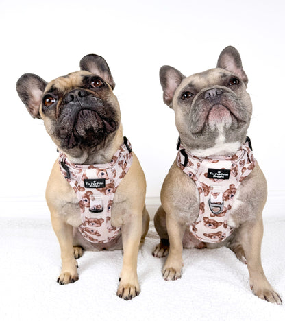 The Little Bear Cub Adventure Paws Harness