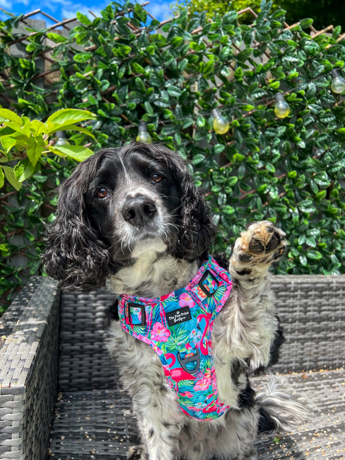 The Tropical Pawradise Adventure Paws Harness