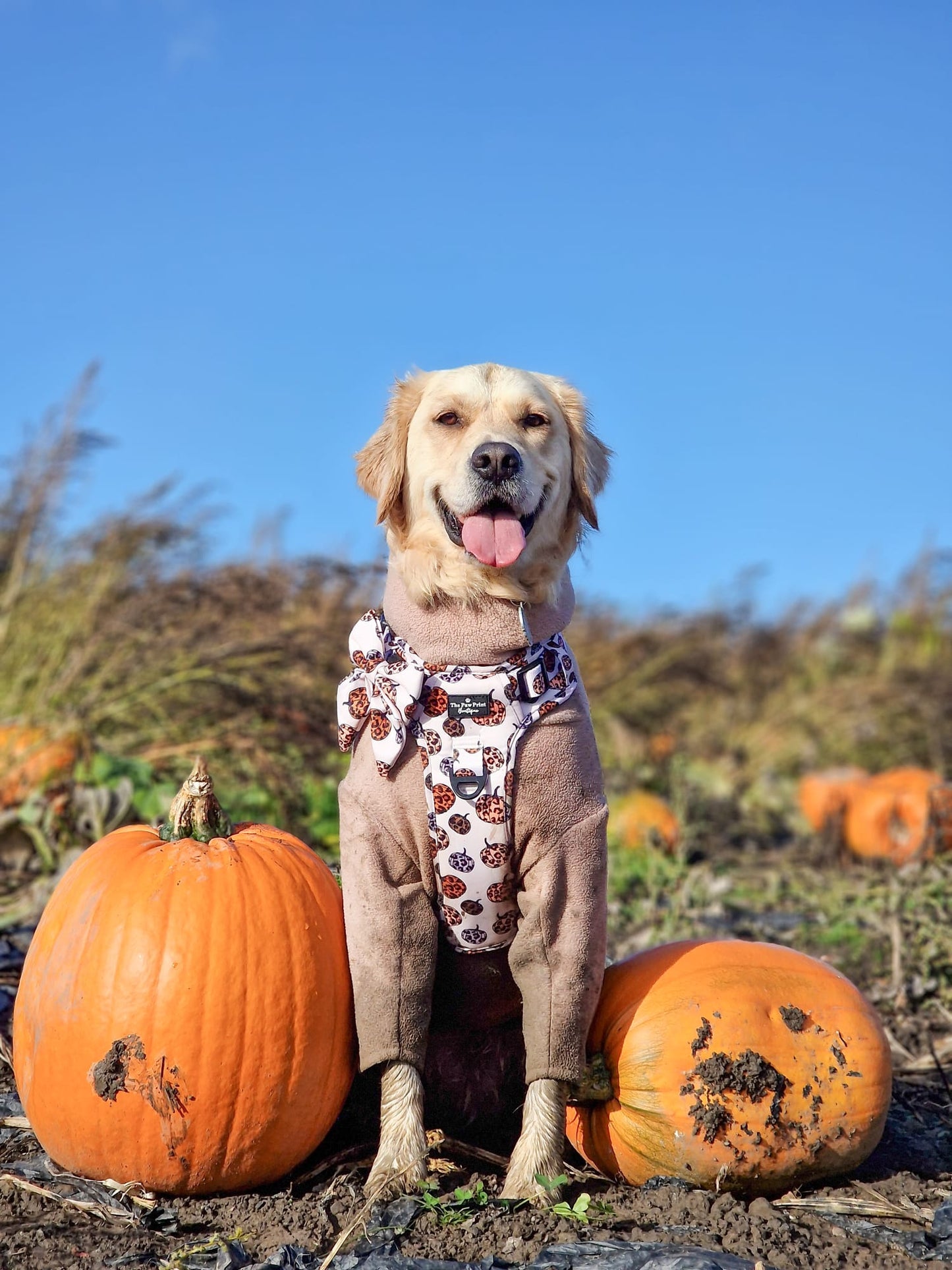 The Leopawrd Pupkins Adventure Paws Harness