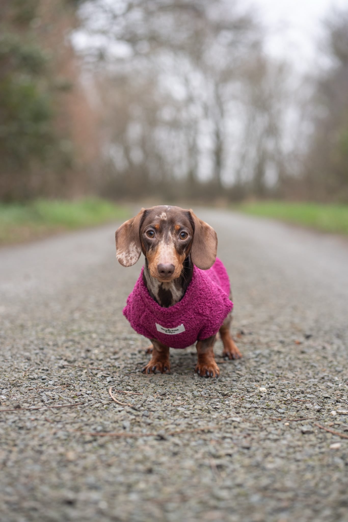 The Magenta Teddy Fleece