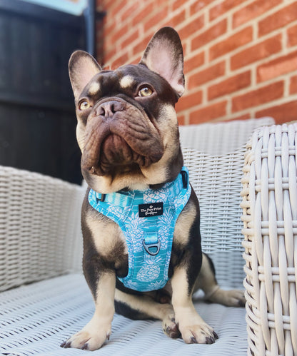 The Pineapple Pawty Adventure Paws Harness