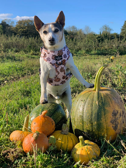 The Leopawrd Pupkins Adjustable Harness