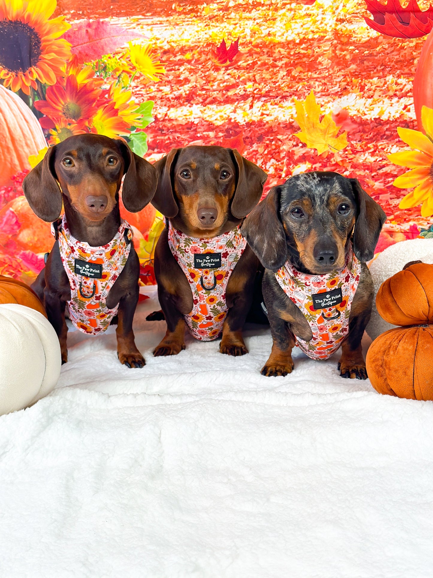 The Pumpkin Pie Adjustable Harness