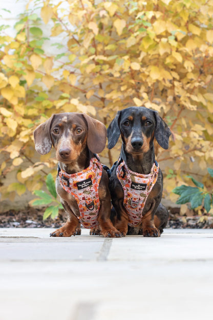 The Pumpkin Pie Adventure Paws Harness