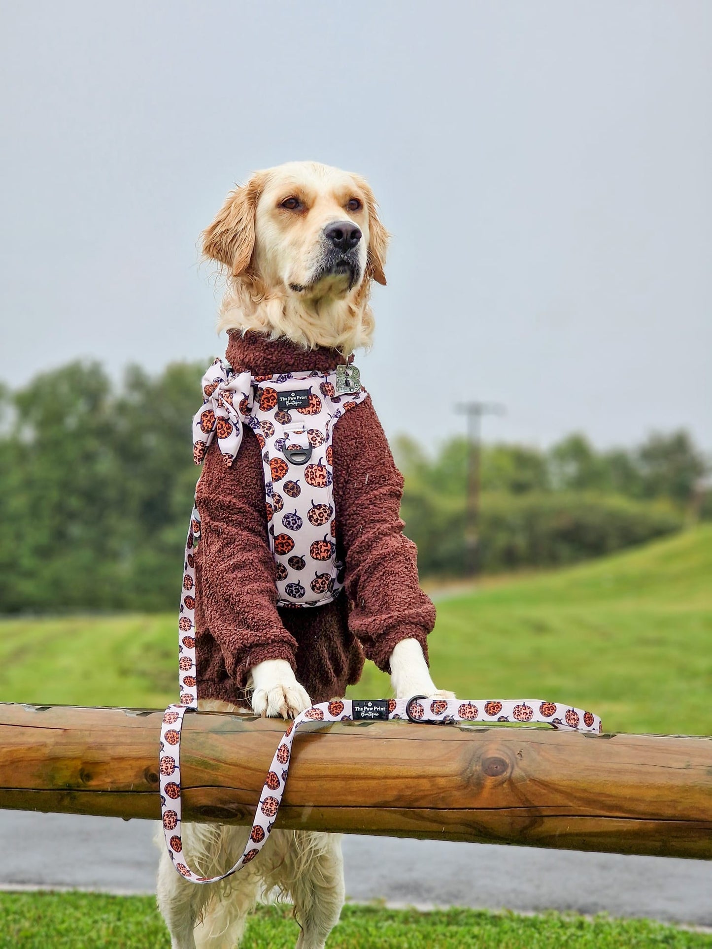 The Leopawrd Pupkins Adventure Paws Harness