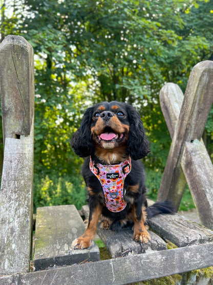 The Pumpkin Pie Adventure Paws Harness