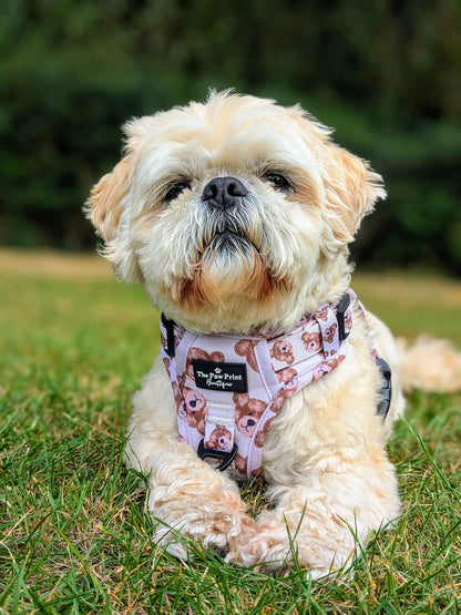 The Little Bear Cub Adventure Paws Harness