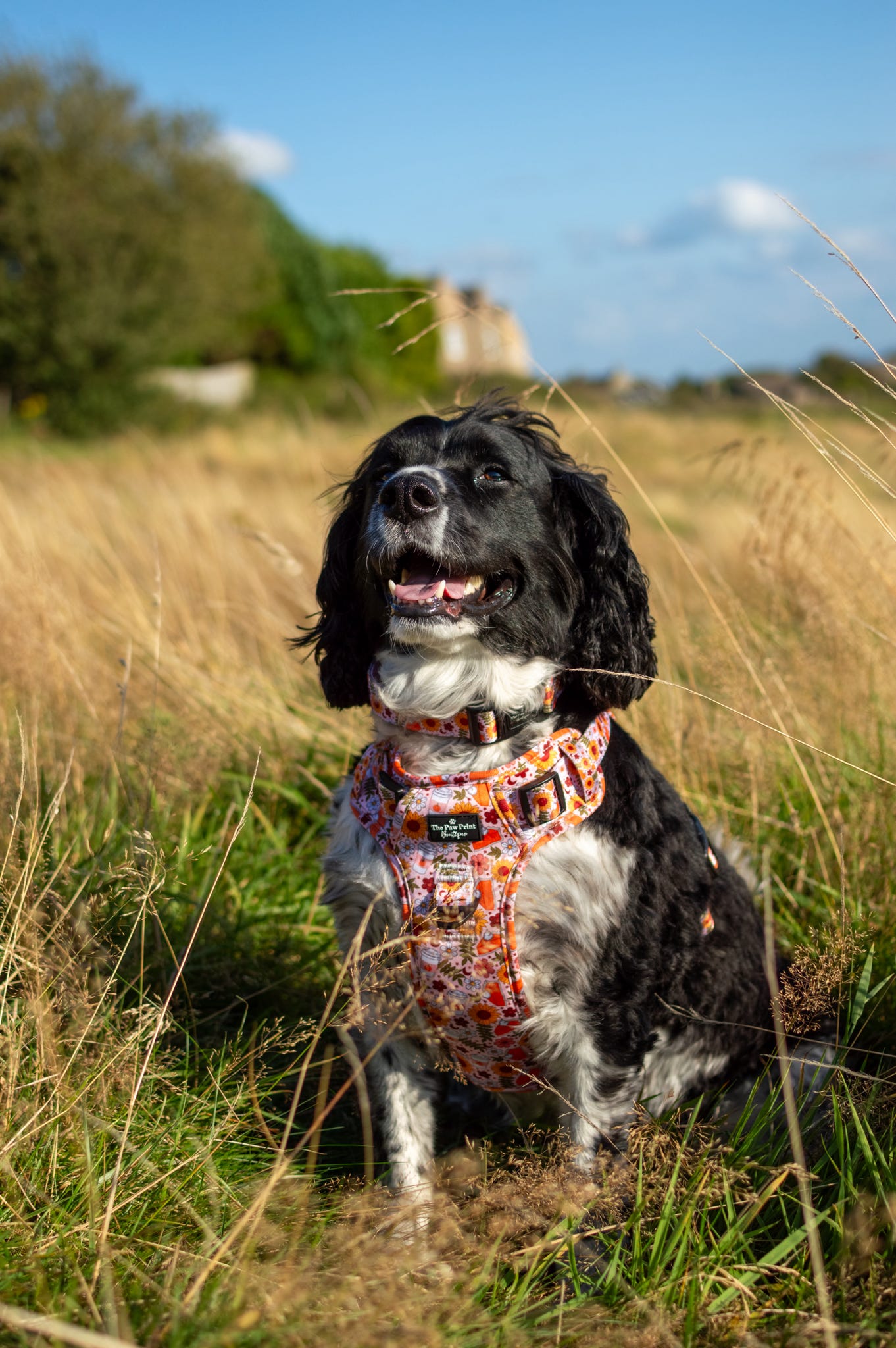 The Pumpkin Pie Adventure Paws Harness