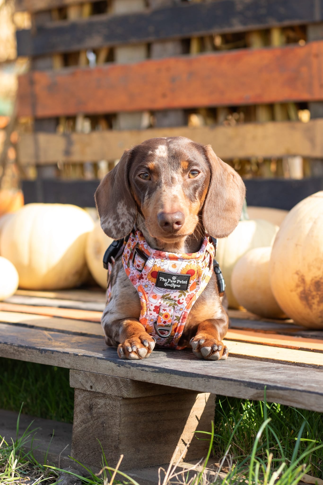 The Pumpkin Pie Adventure Paws Harness