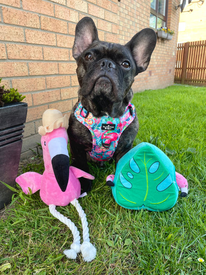 The Tropical Pawradise Adventure Paws Harness