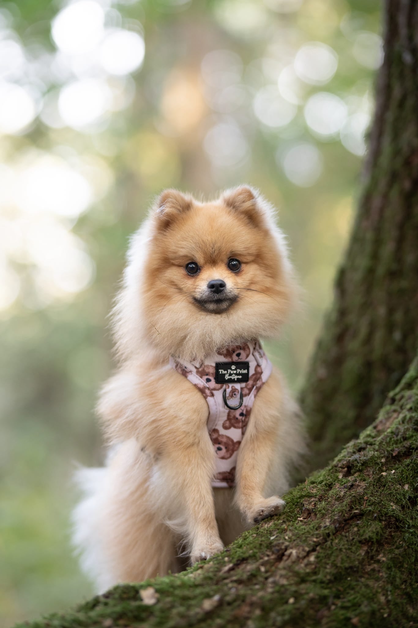 The Little Bear Cub Adjustable Harness