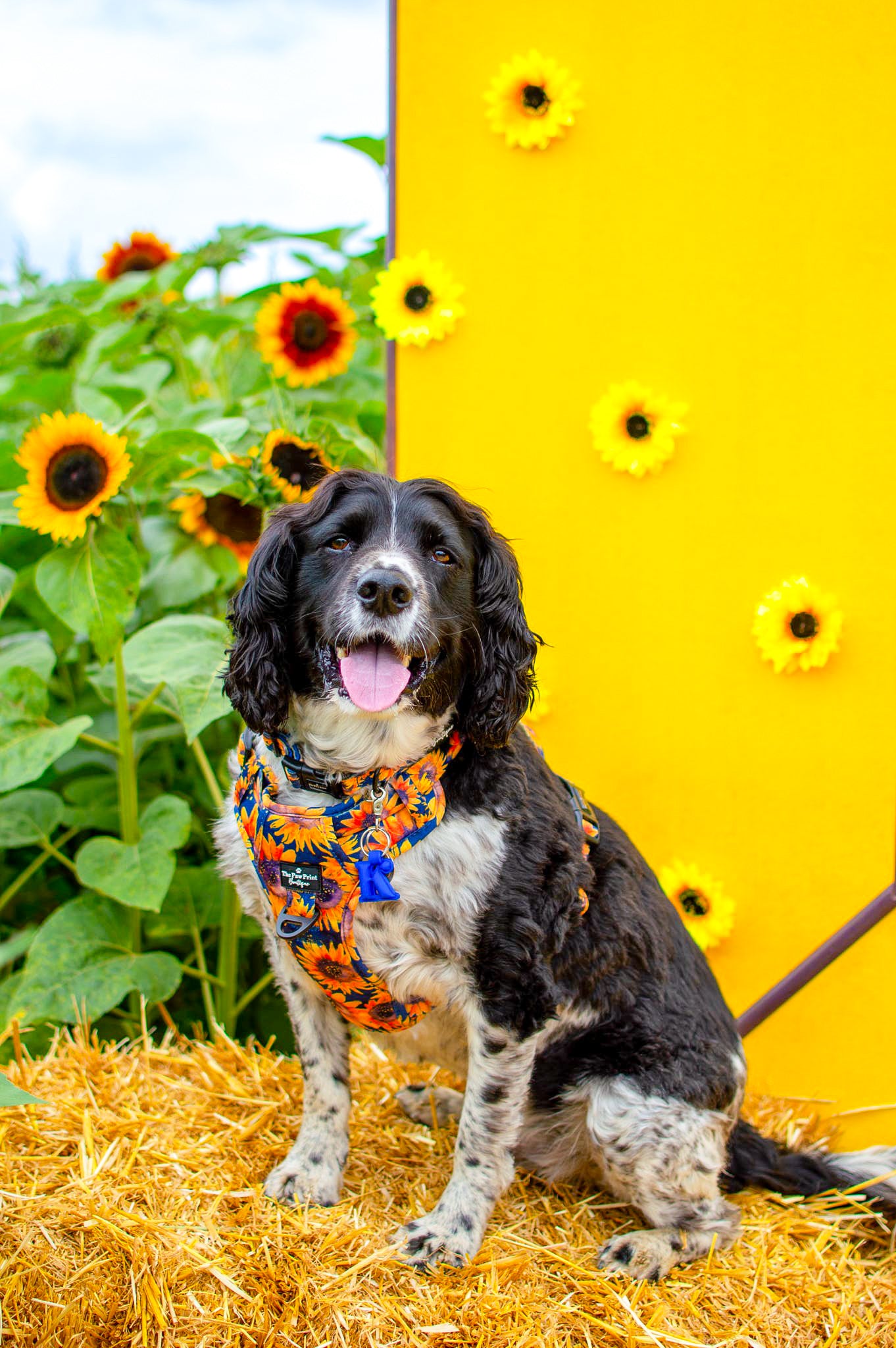 The Sunflower Field Adventure Paws Harness