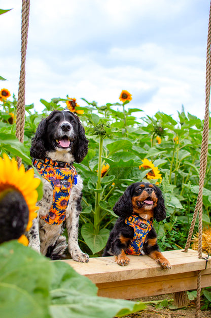 The Sunflower Field Adjustable Harness