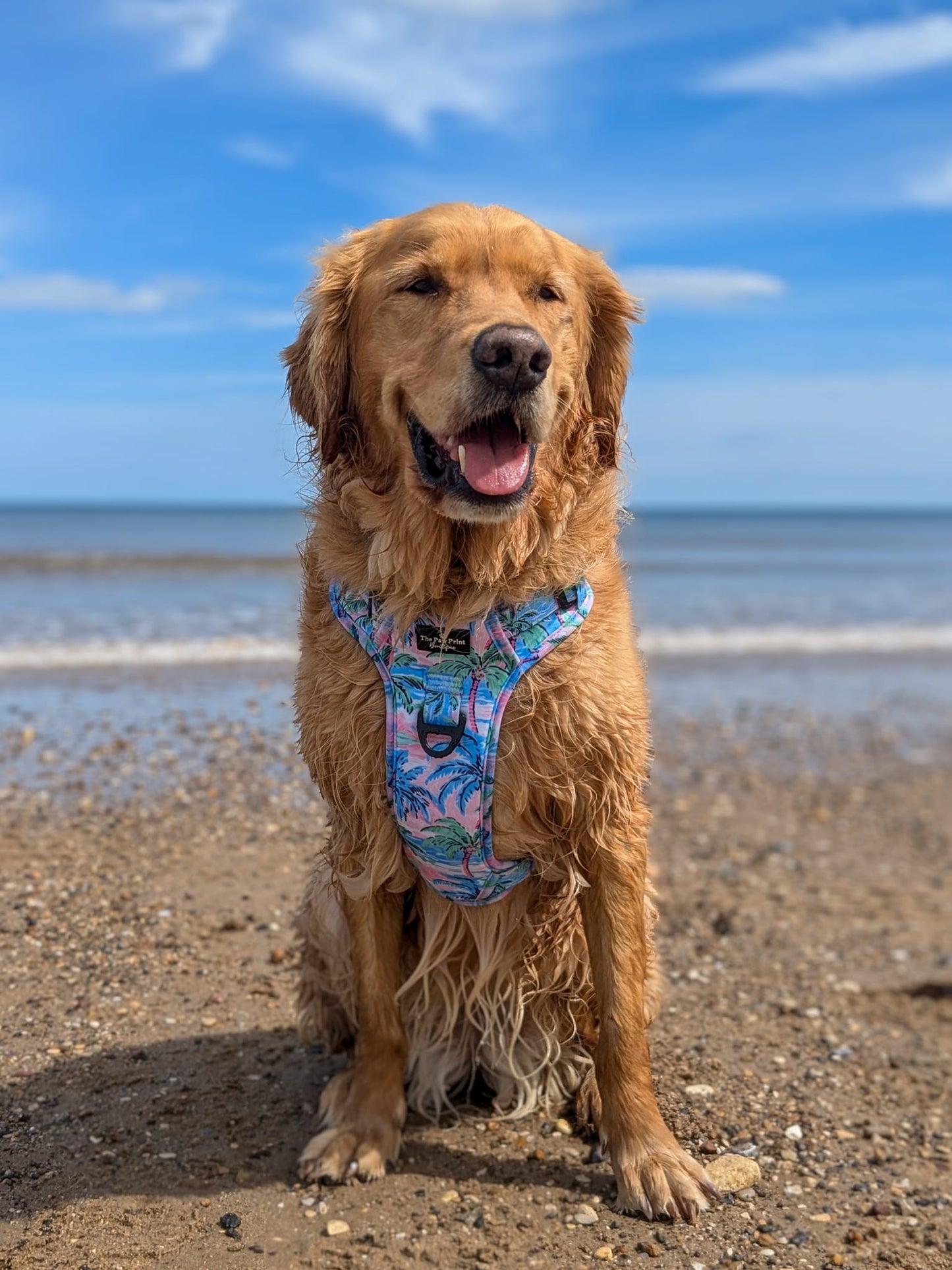 The Palm Tree Paradise Adventure Paws Harness