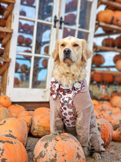 The Leopawrd Pupkins Adventure Paws Harness