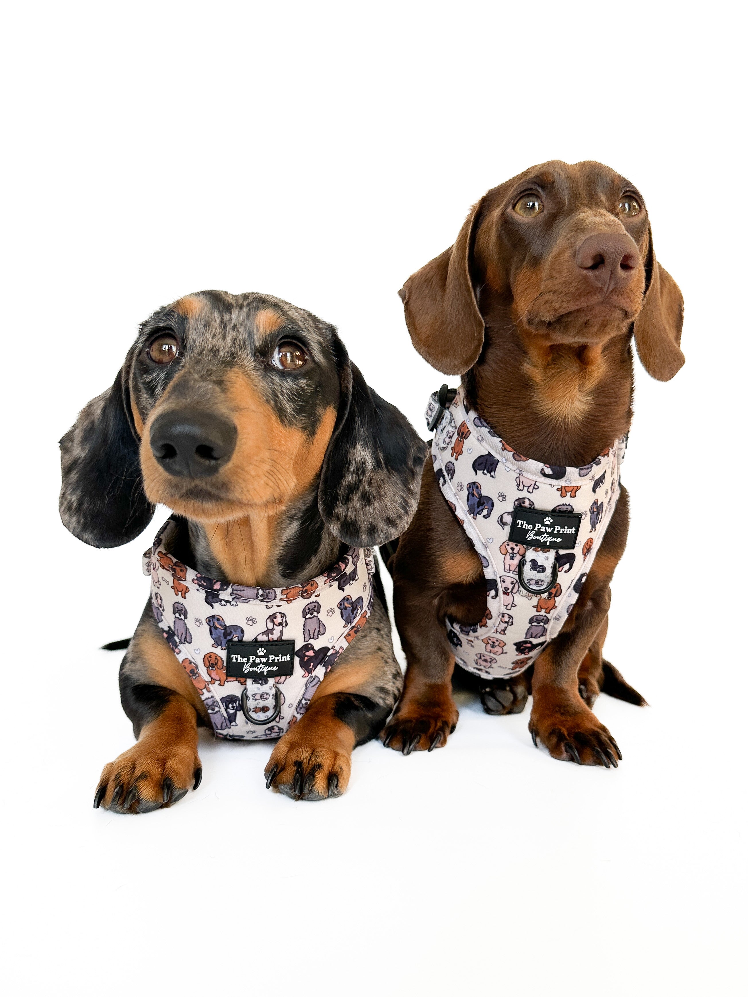 Dachshund harness uk best sale