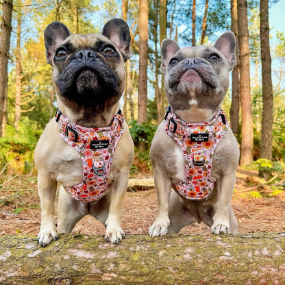 The Pumpkin Pie Adventure Paws Harness