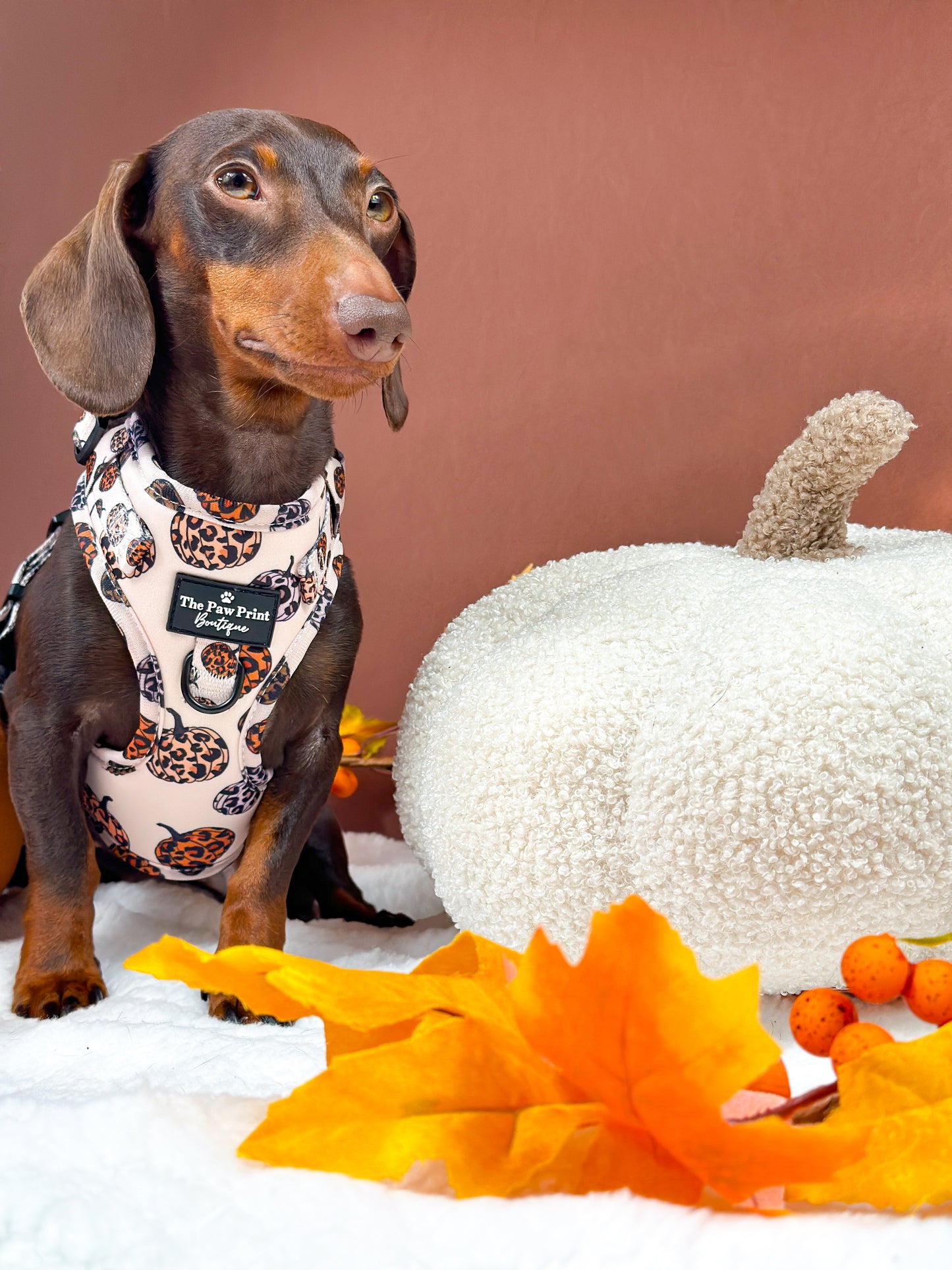 The Leopawrd Pupkins Adjustable Harness