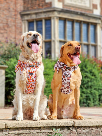 The Pumpkin Pie Adventure Paws Harness