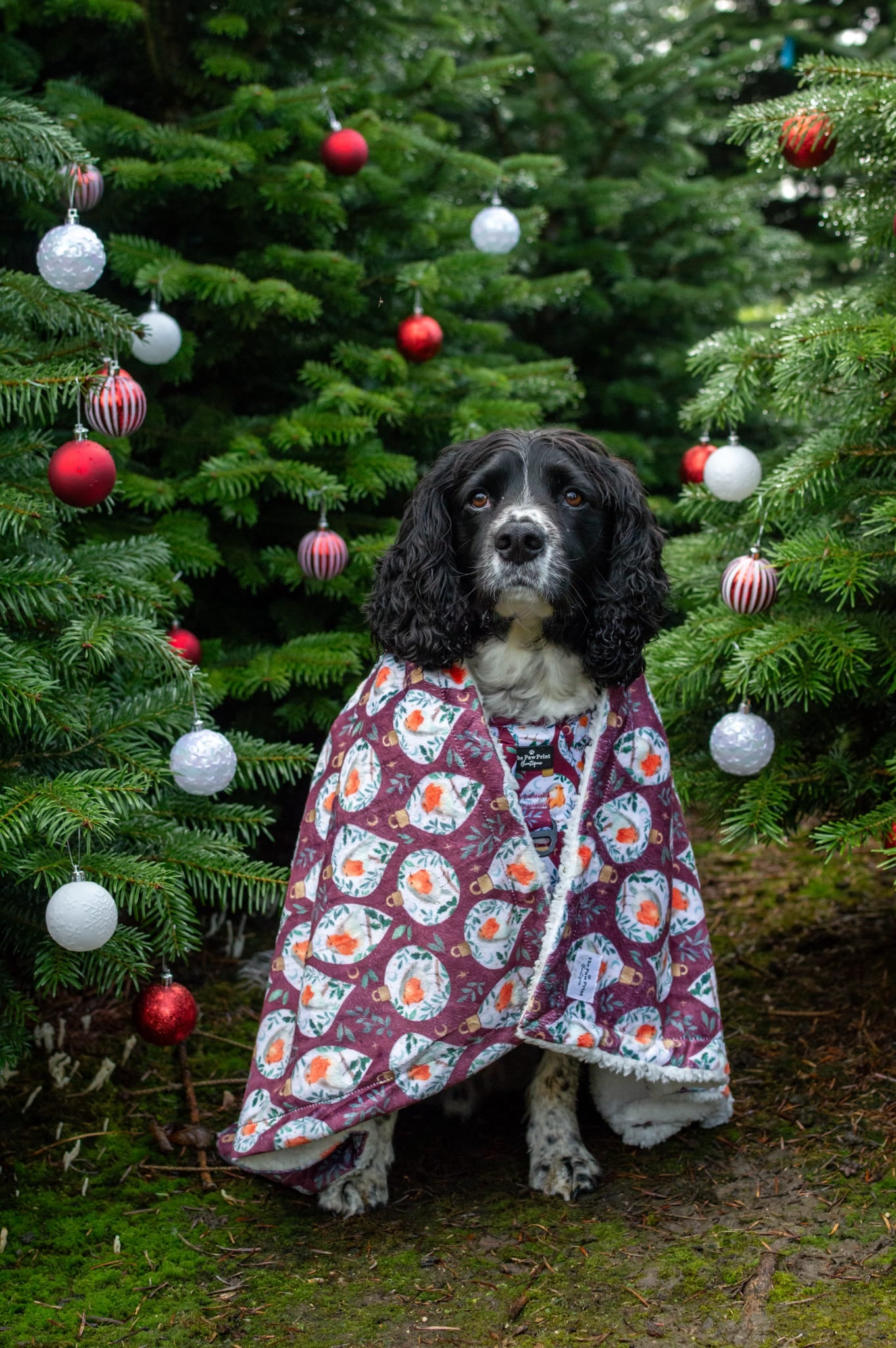 The Rockin' Robin Dog Blanket