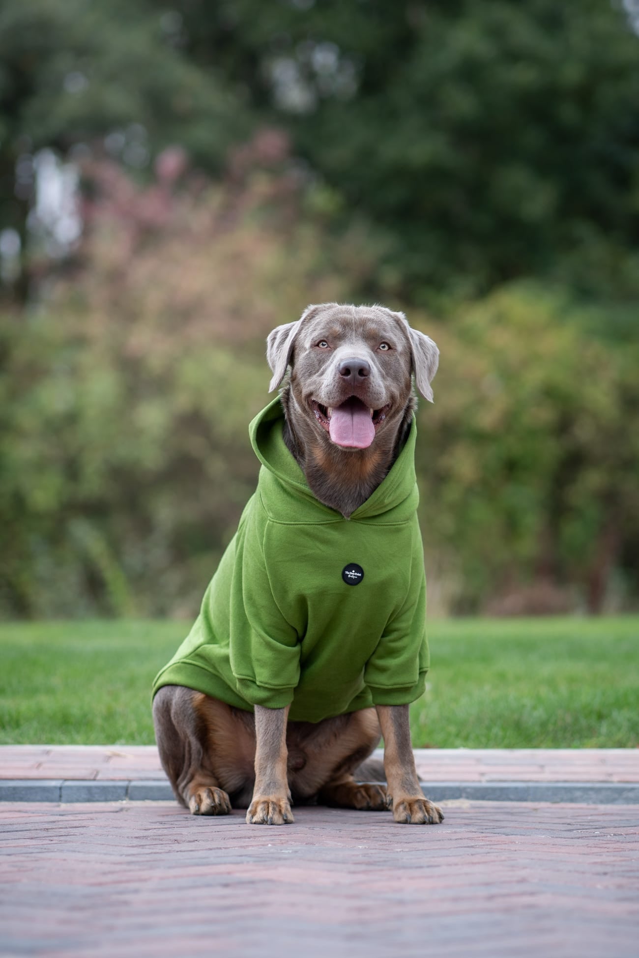 Dog Hoodie - Olive