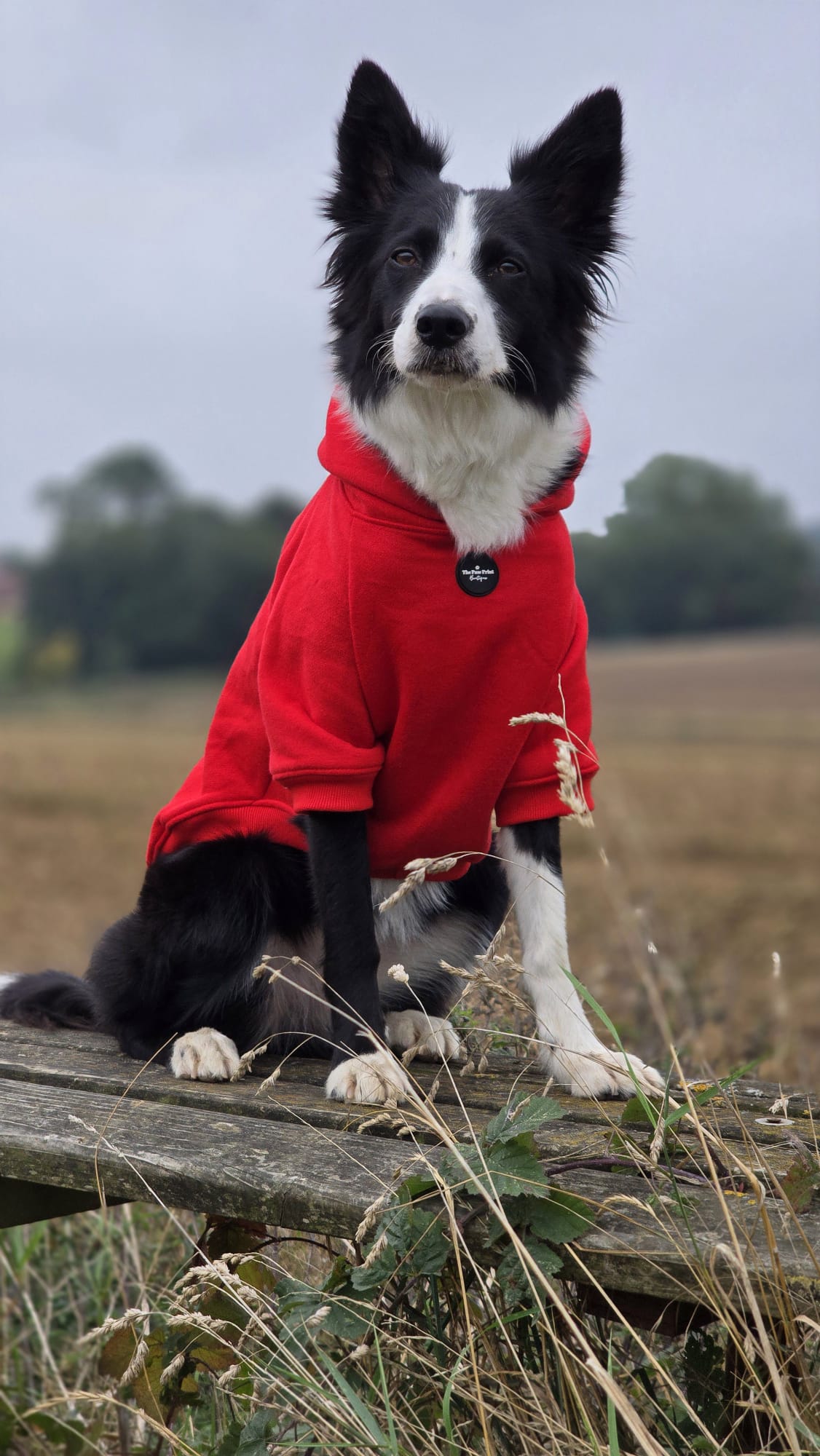 Dog Hoodie - Red