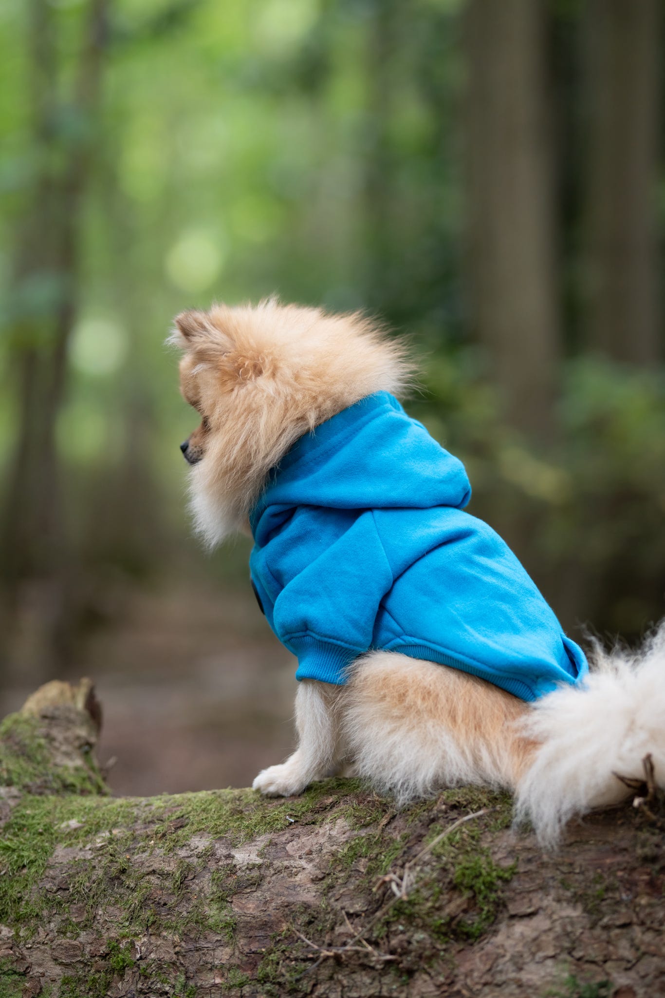 Dog Hoodie - Cobalt Blue