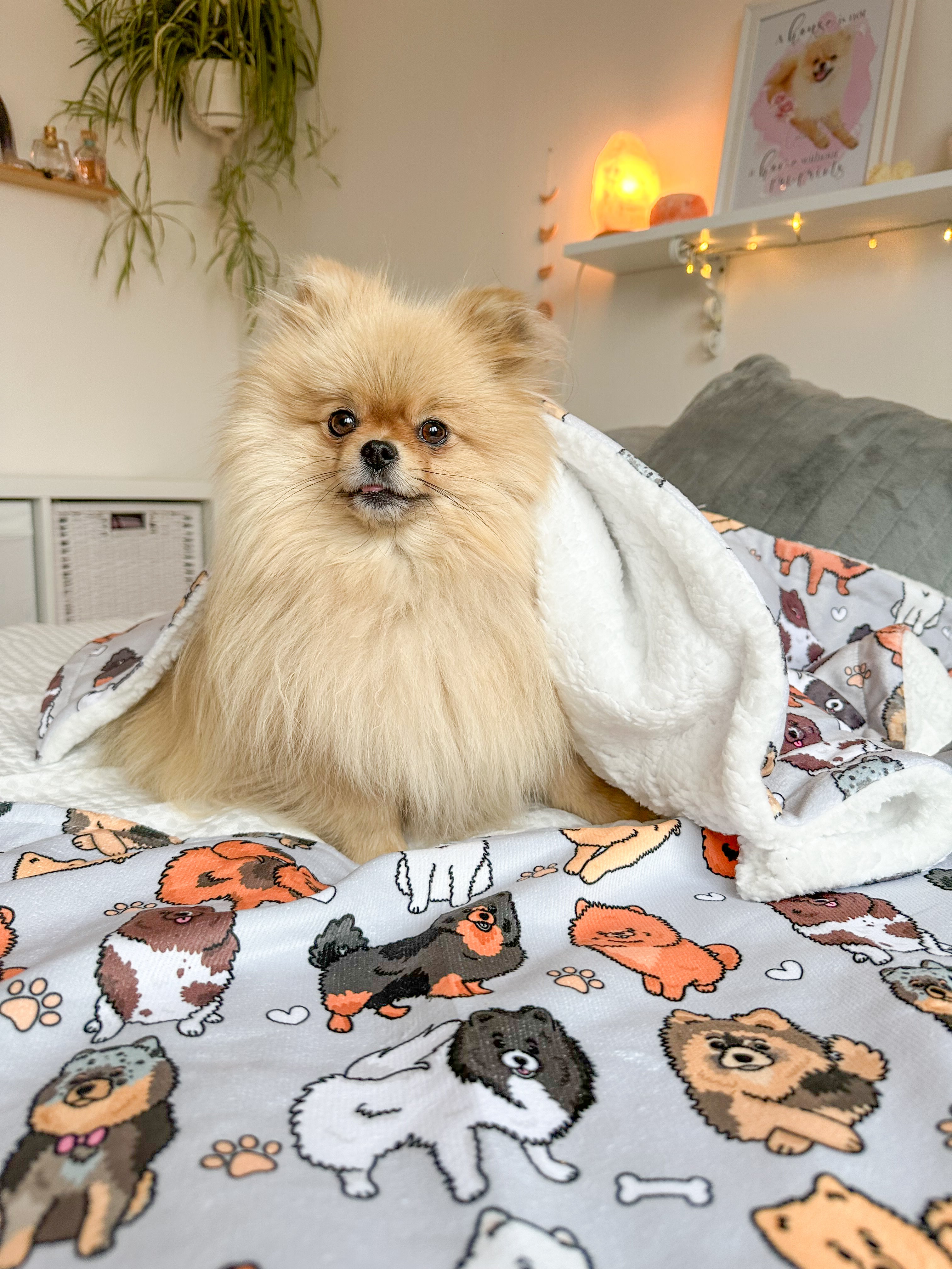 The Pomeranian Dog Blanket Grey