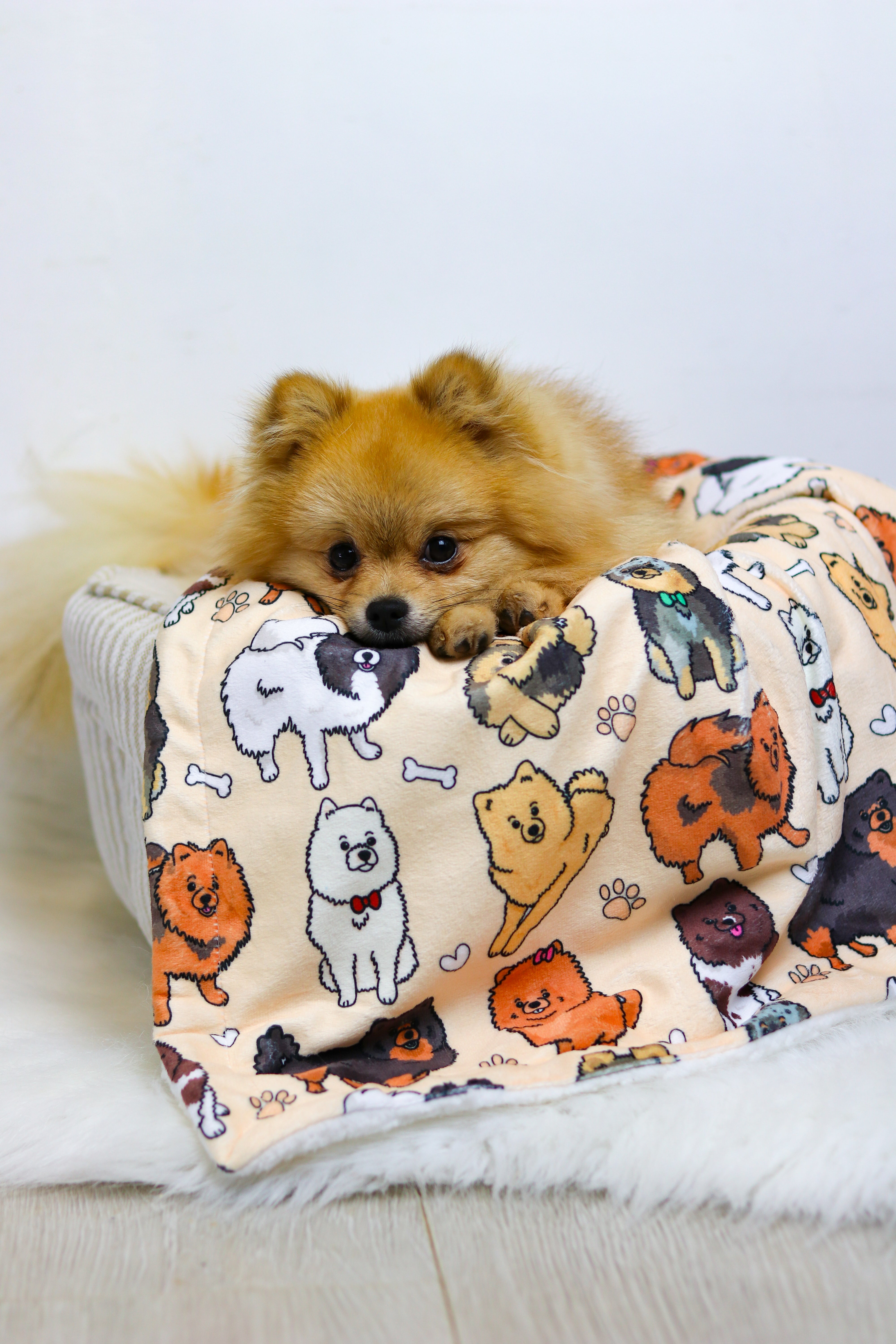 Pomeranian blanket sale