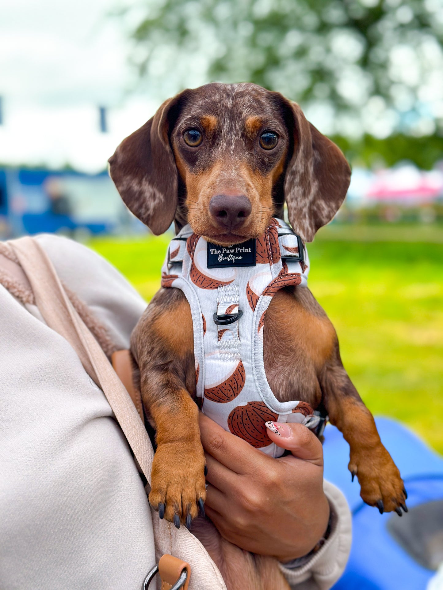 The Pina Pawlada Adventure Paws Harness