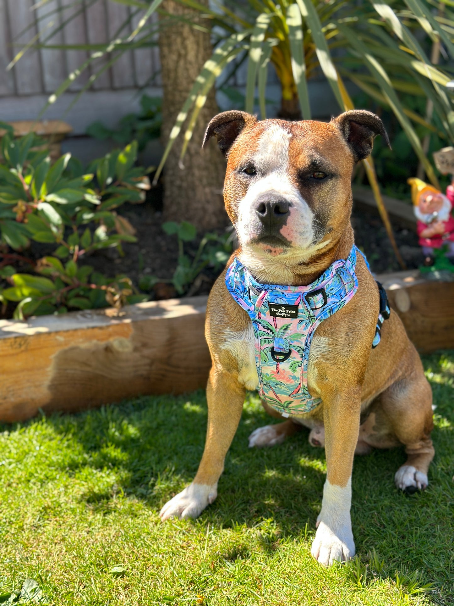 The Palm Tree Paradise Adventure Paws Harness