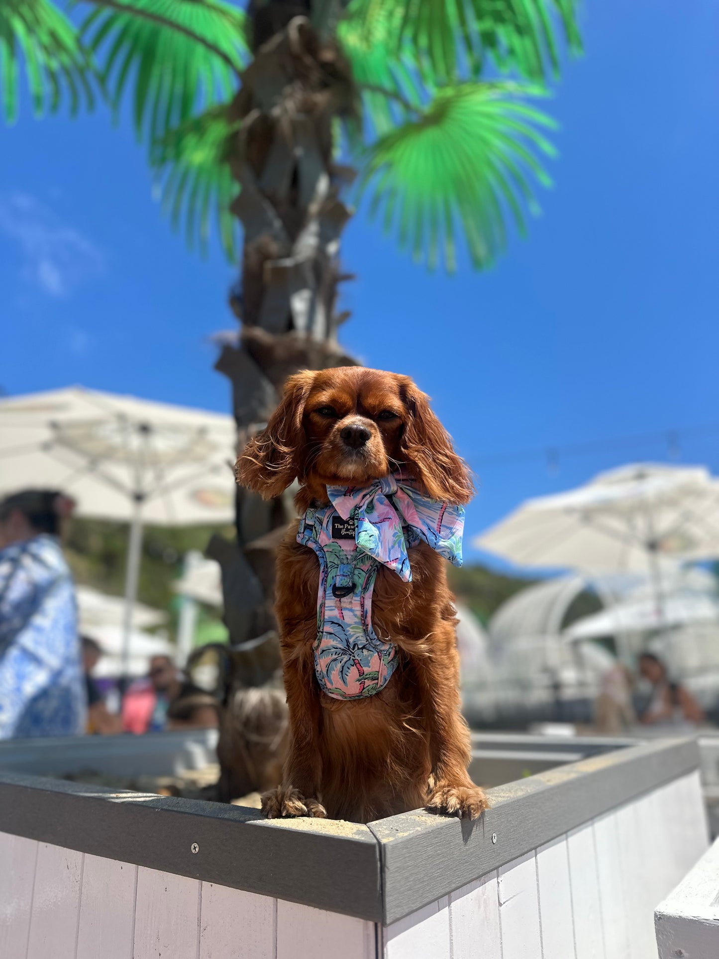 The Palm Tree Paradise Adventure Paws Harness