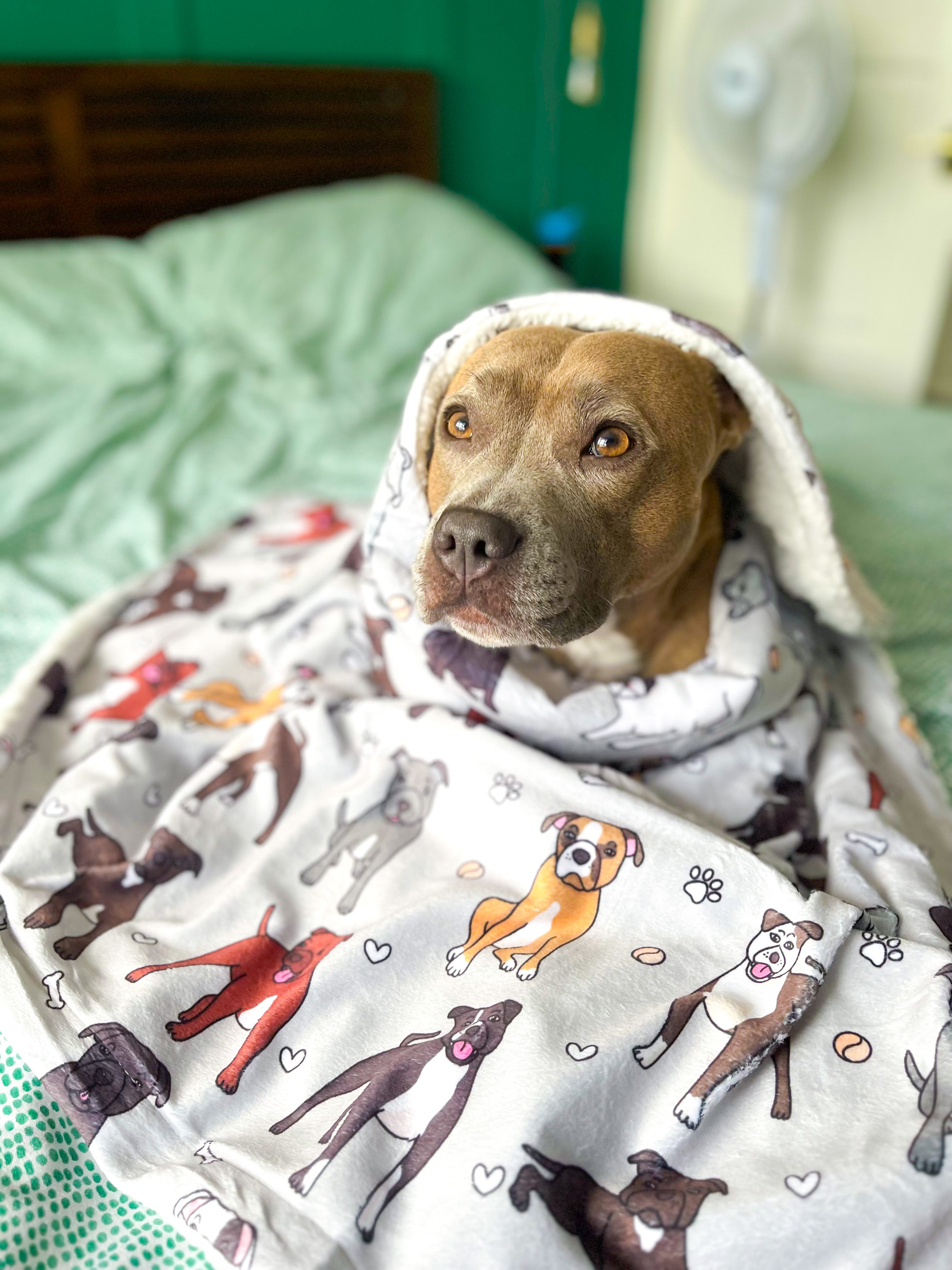 Staffy blanket online