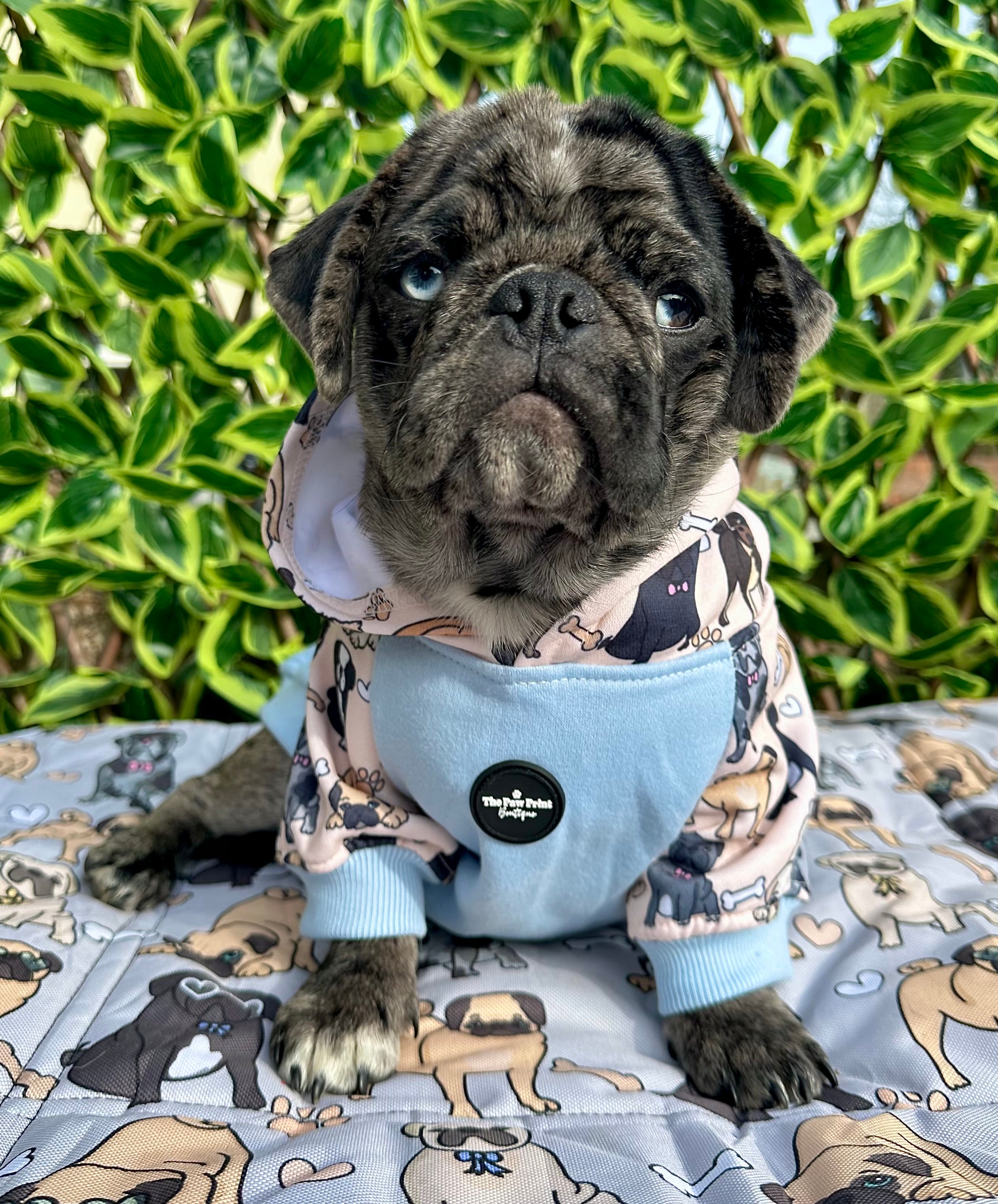 Pug hoodies shop for dogs