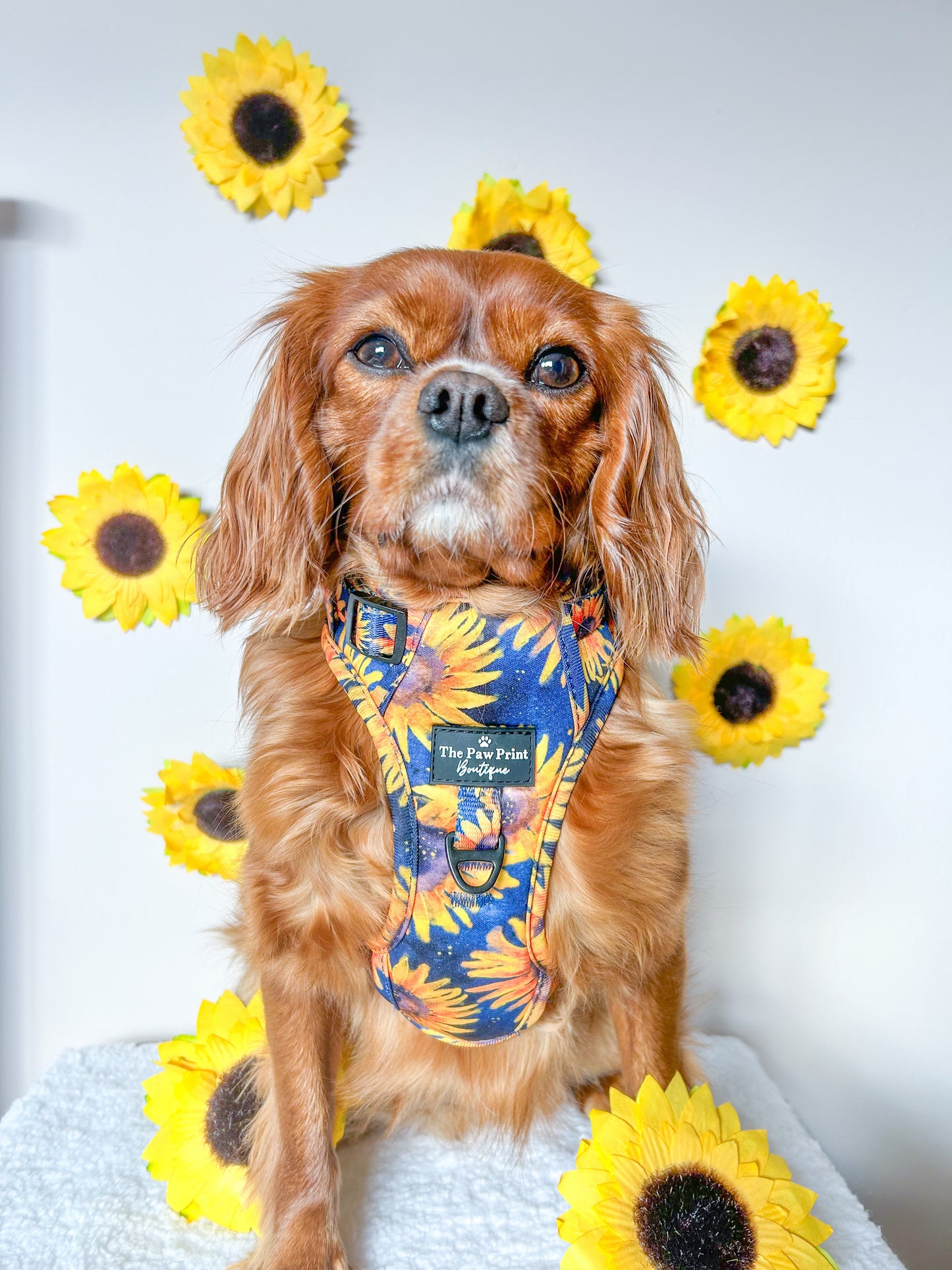 The Sunflower Field Adventure Paws Harness