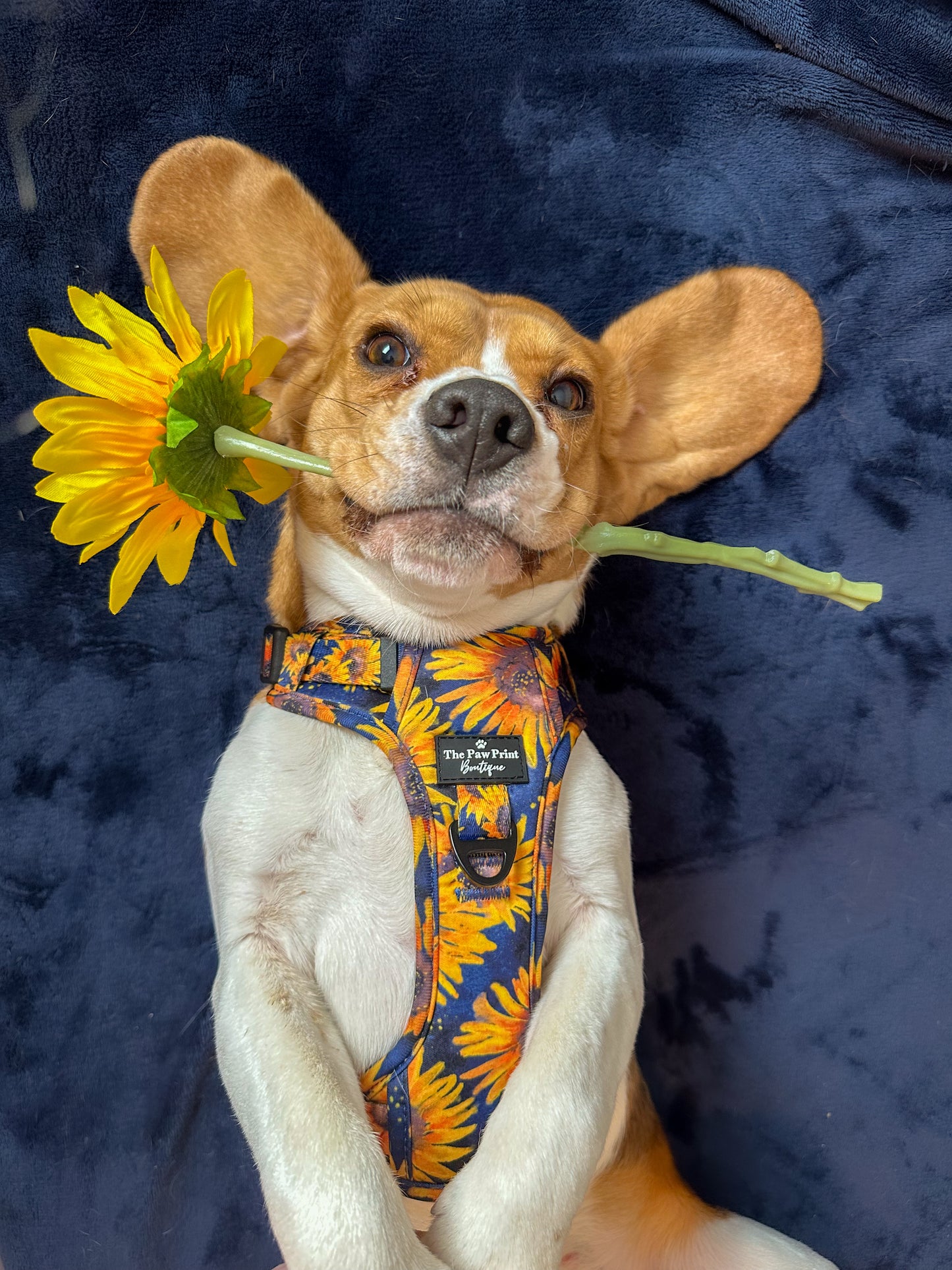 The Sunflower Field Adventure Paws Harness