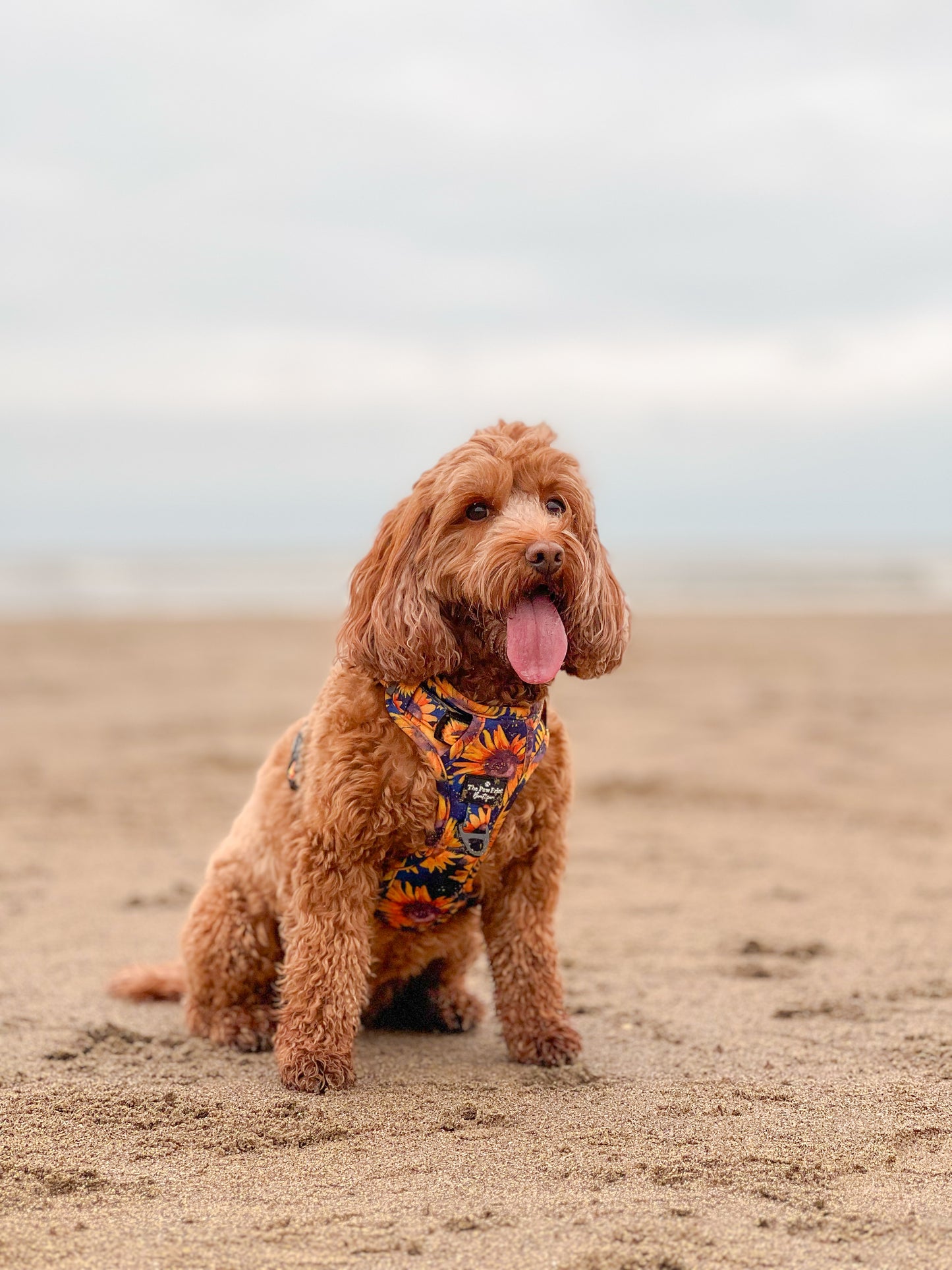 The Sunflower Field Adventure Paws Harness