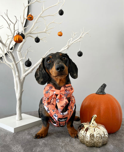 The Happy Howloween Harness