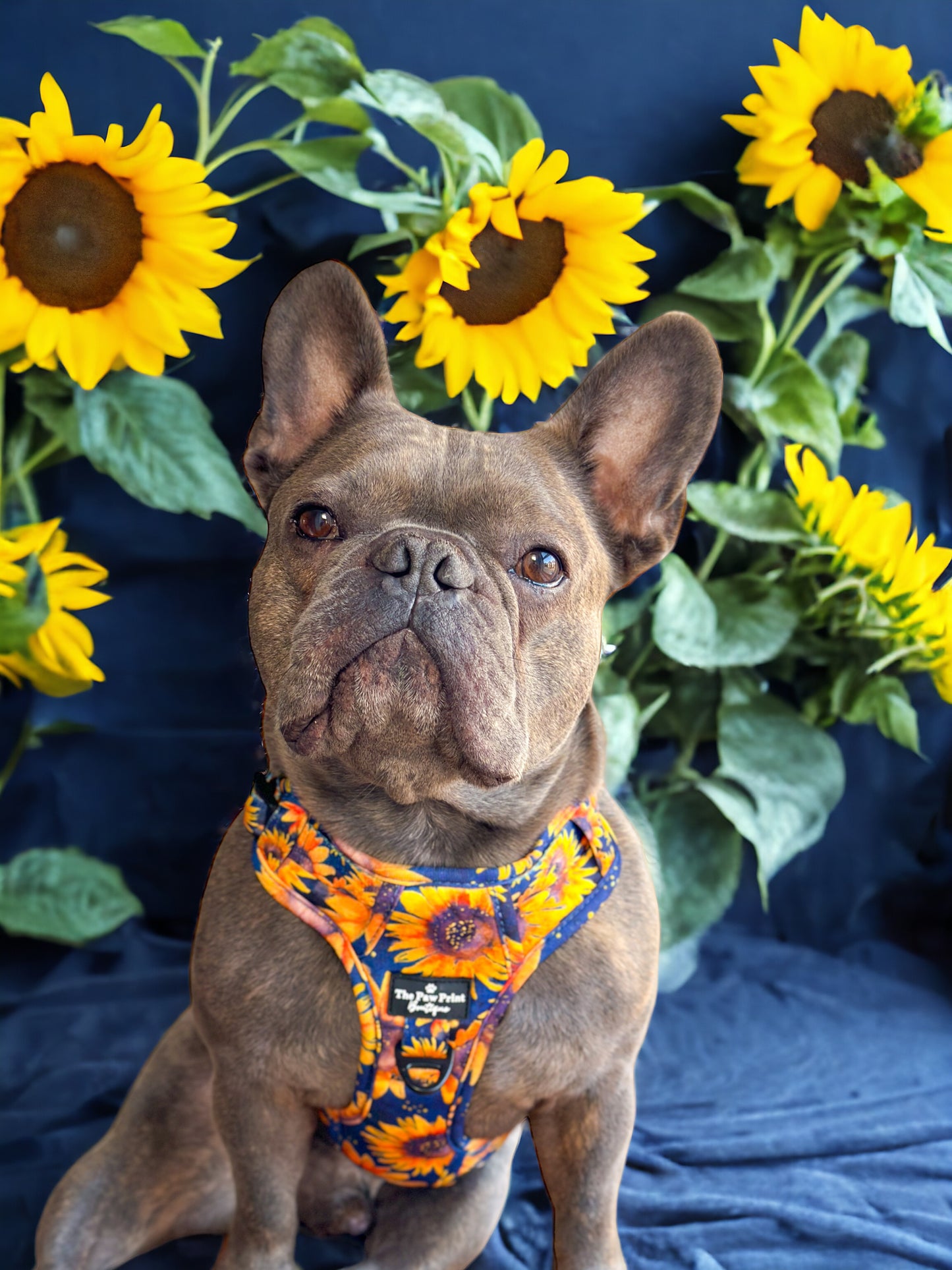 The Sunflower Field Adventure Paws Harness