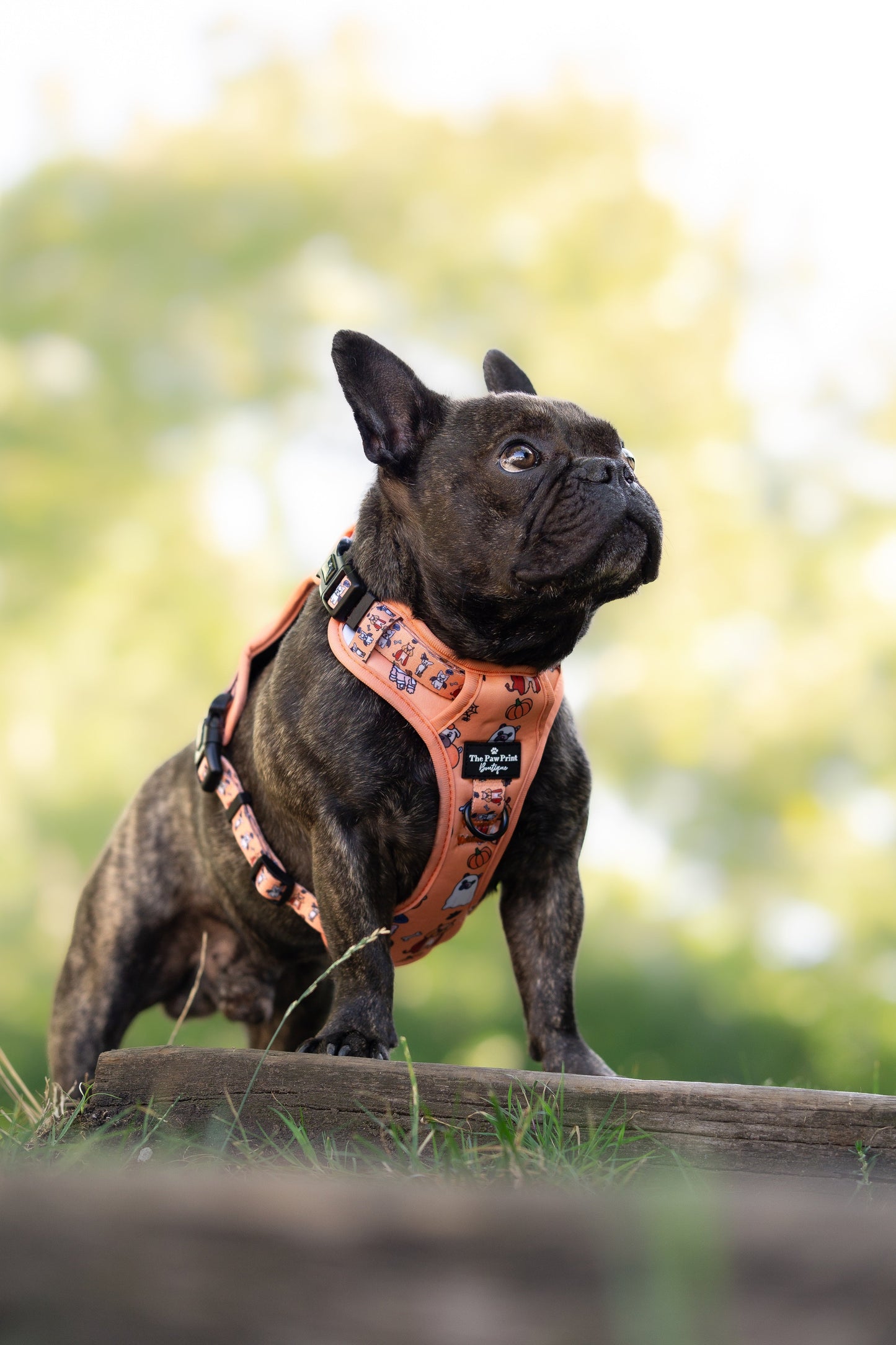 The Happy Howloween Adventure Paws Harness