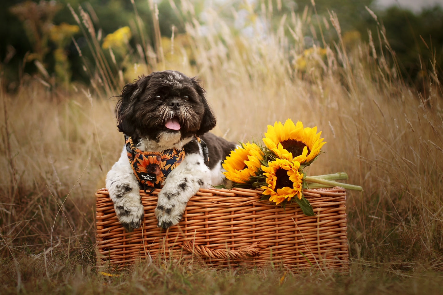 The Sunflower Field Adventure Paws Harness