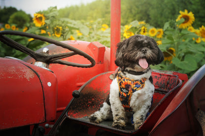 The Sunflower Field Adventure Paws Harness