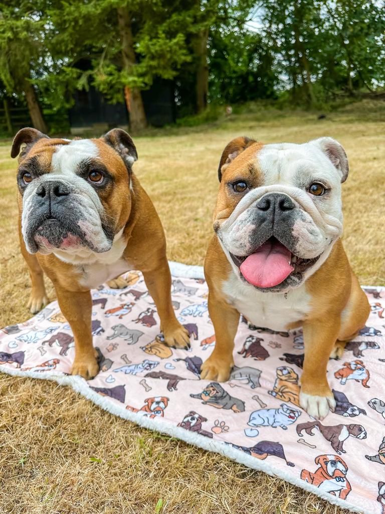 English bulldog fleece outlet blanket