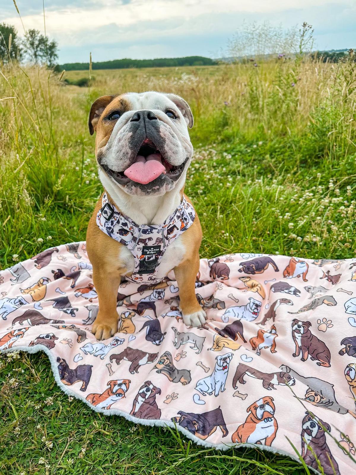 English bulldog hotsell harness with name