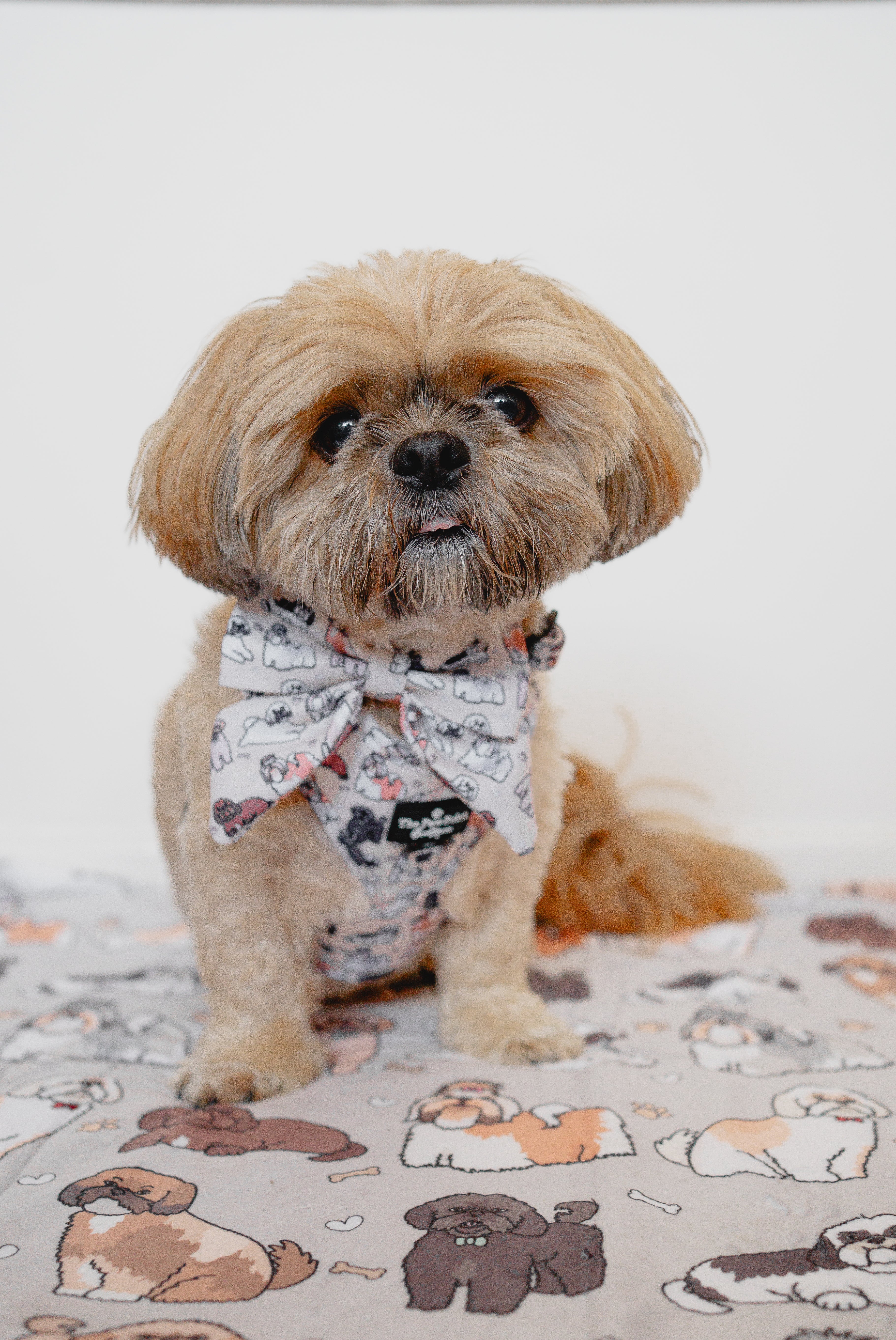 Shih tzu harness cheap for sale