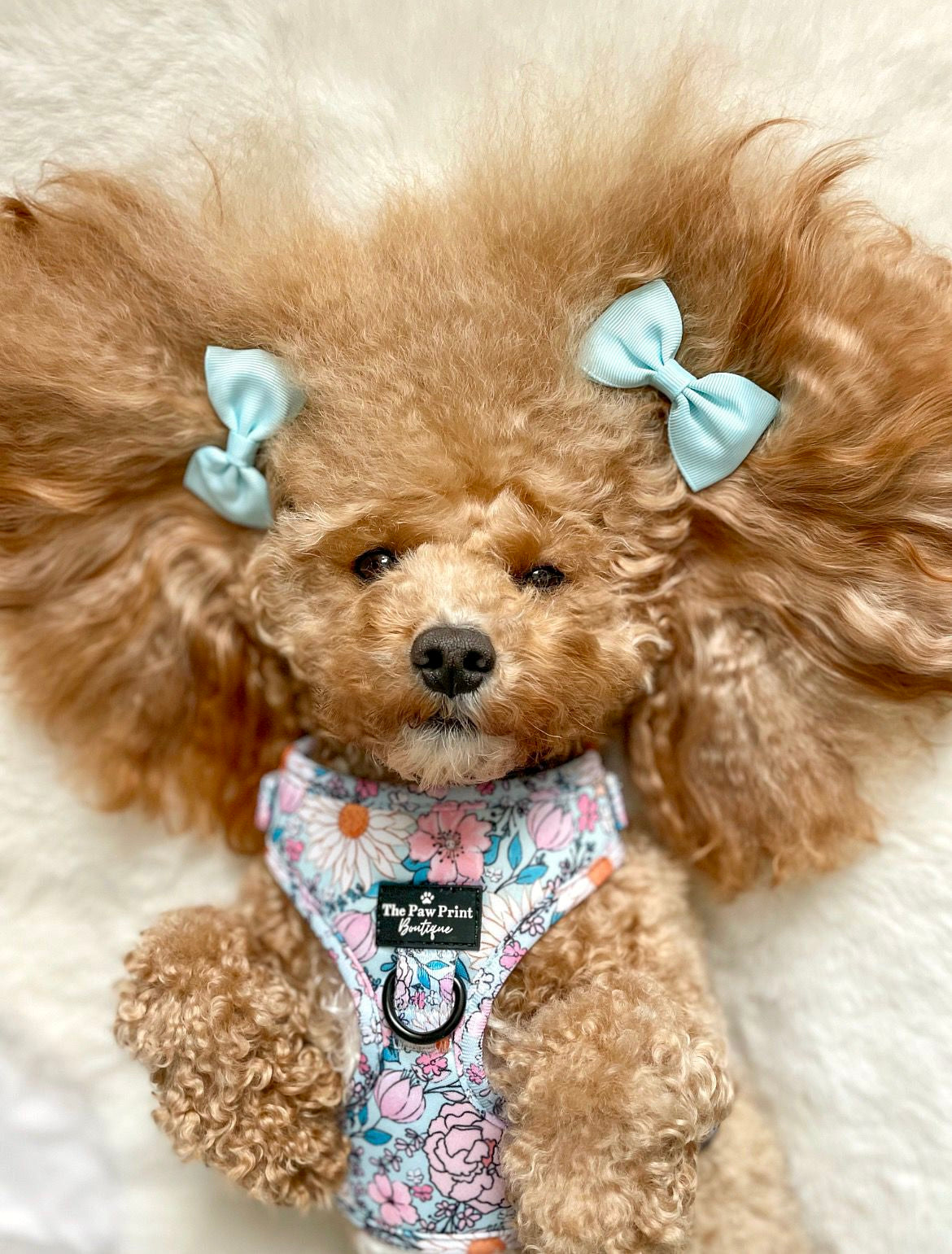 Toy poodle best sale harness size