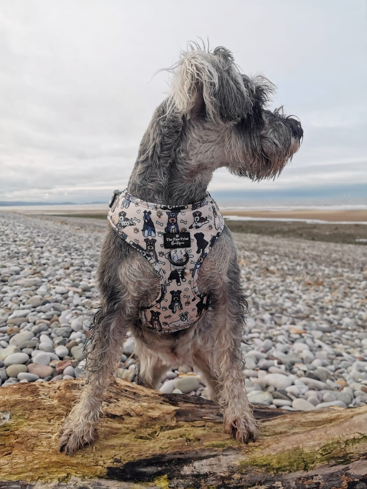 Miniature schnauzer hotsell harness size