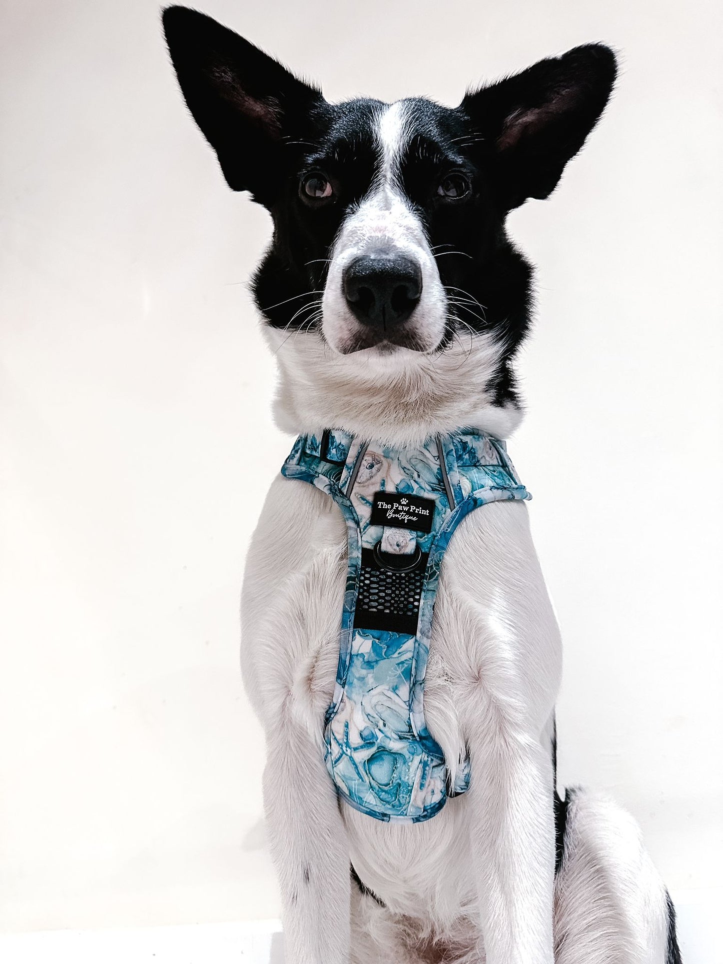 The Cute as Shell Adventure Paws Harness