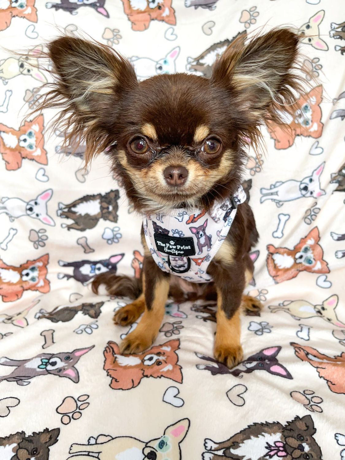 Chihuahua harness xxs best sale