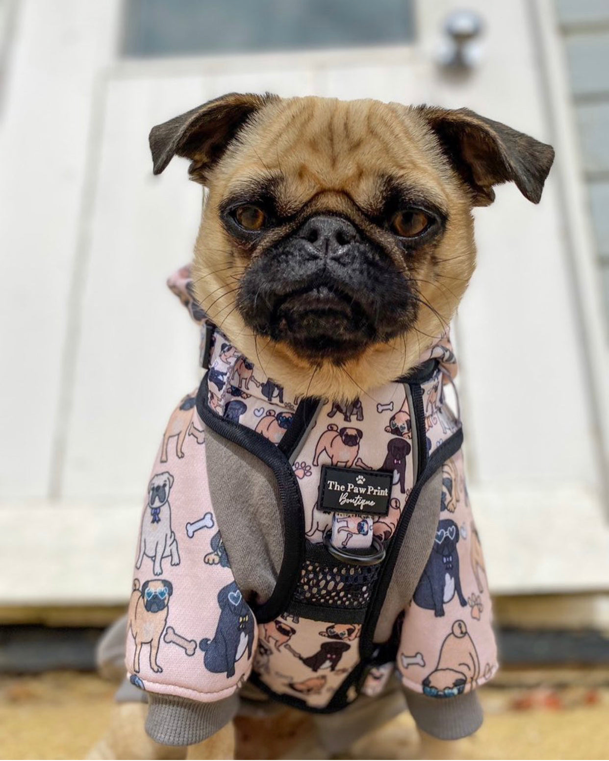 Pug harness 2025 phone number